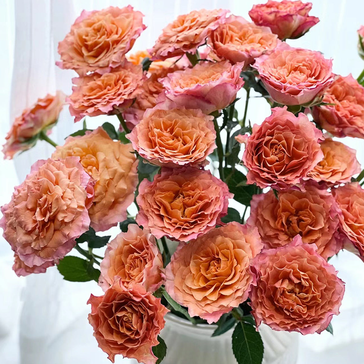 German Florist Shrub Rose Live Plant | Highgarden Roses | Free