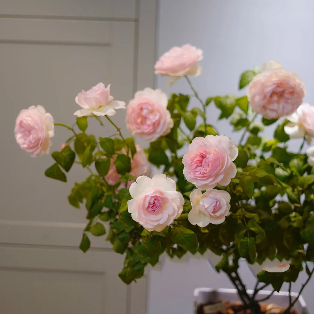 AUSreef English Florist Shrub Rose