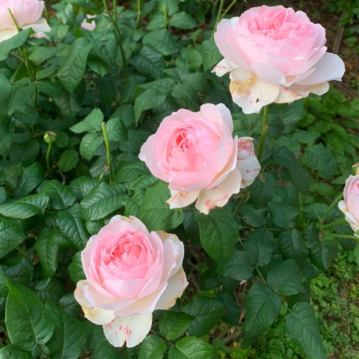 AUSreef English Florist Shrub Rose