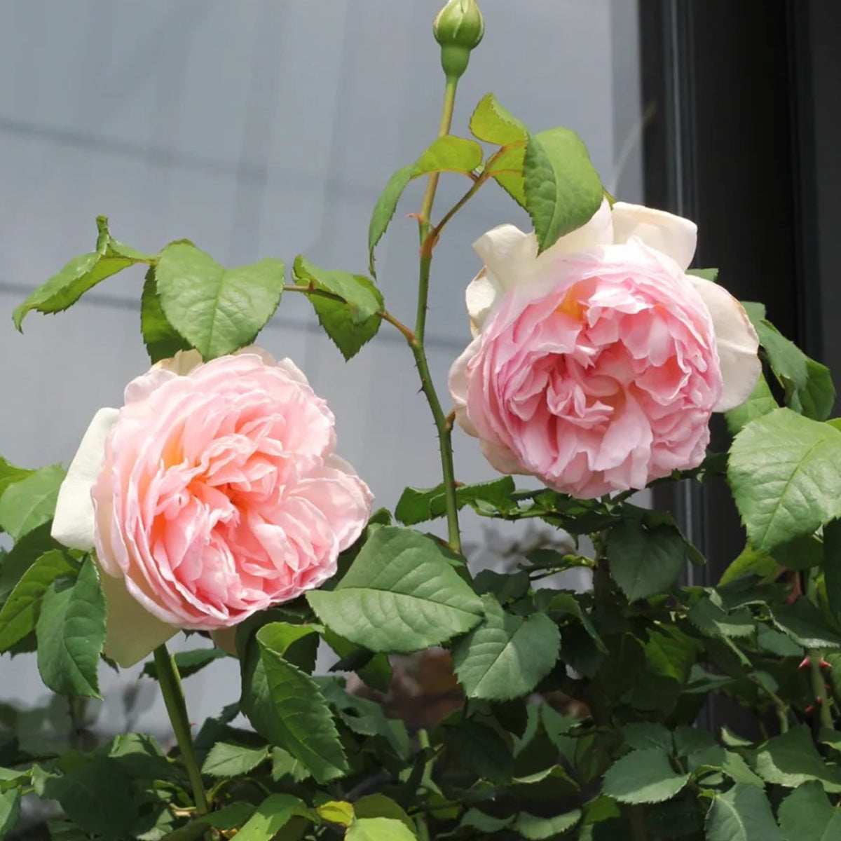 AUSreef English Florist Shrub Rose