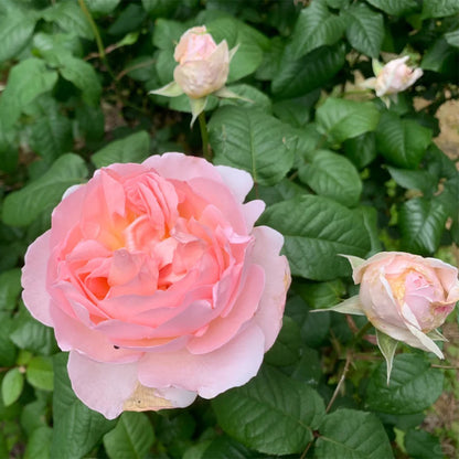 AUSreef English Florist Shrub Rose