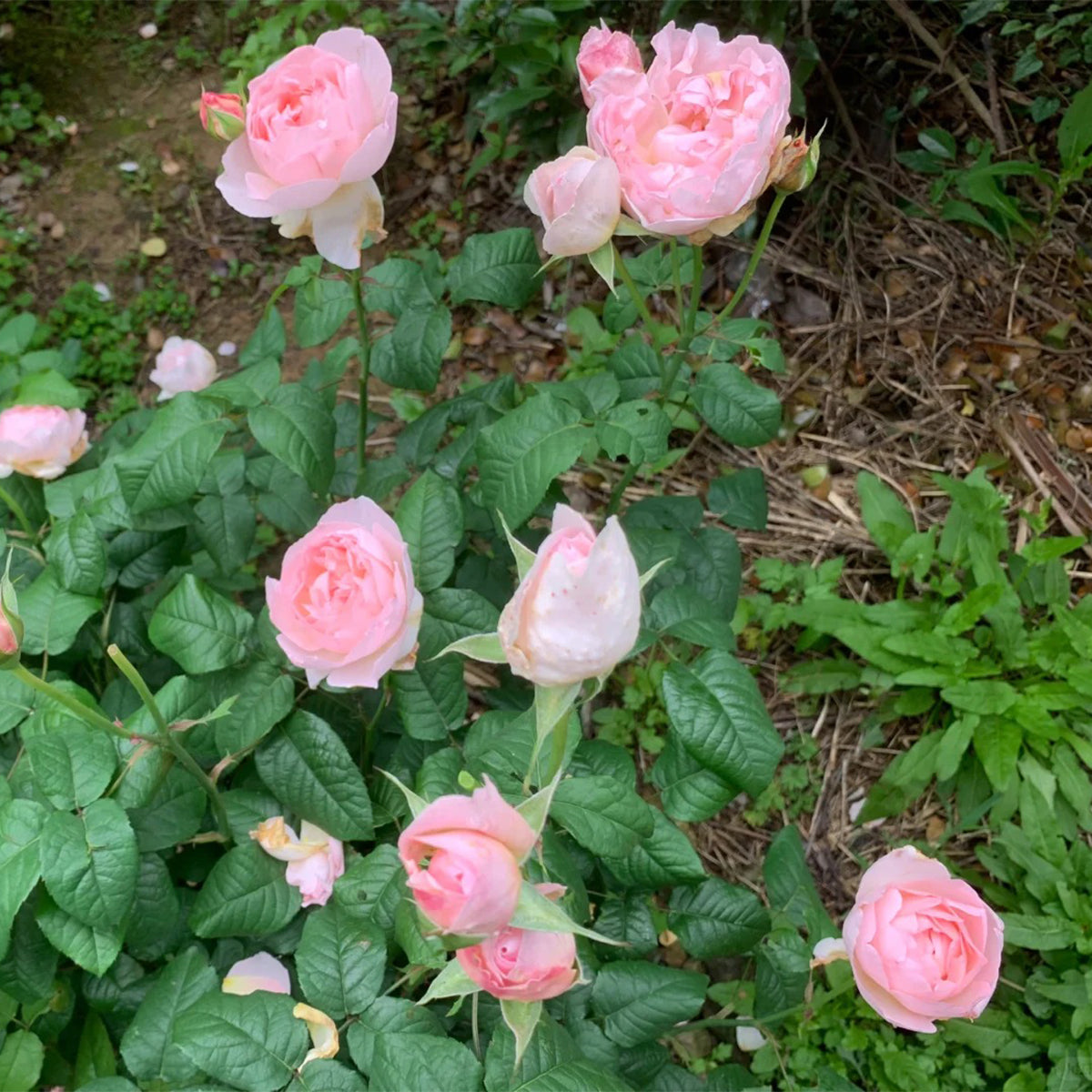 AUSreef English Florist Shrub Rose