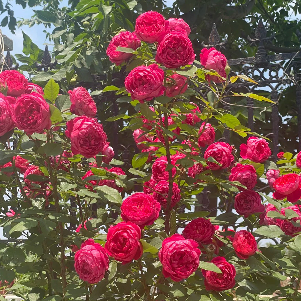AUSencart English Florist Shrub Rose