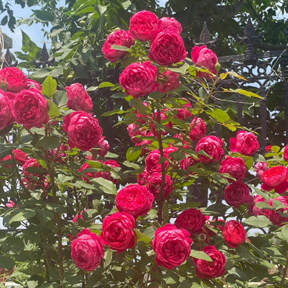 AUSencart English Florist Shrub Rose