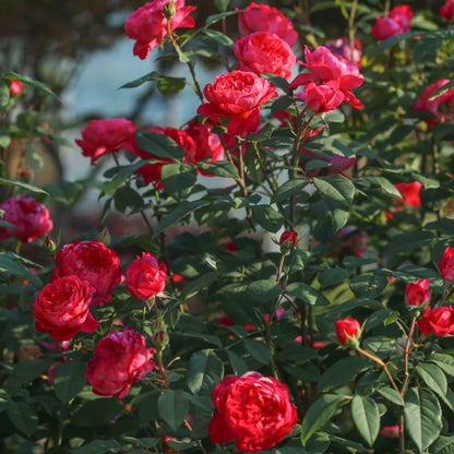 AUSencart English Florist Shrub Rose