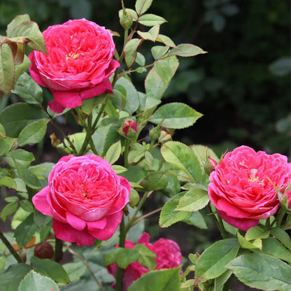 AUSencart English Florist Shrub Rose