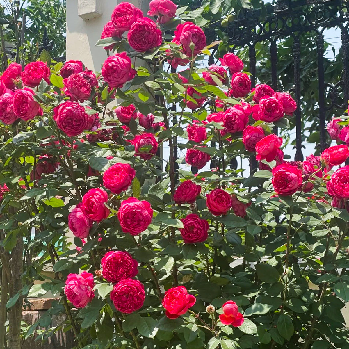 AUSencart English Florist Shrub Rose