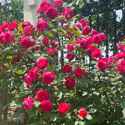 AUSencart English Florist Shrub Rose