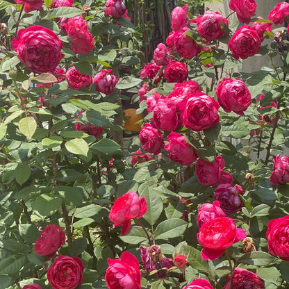 AUSencart English Florist Shrub Rose
