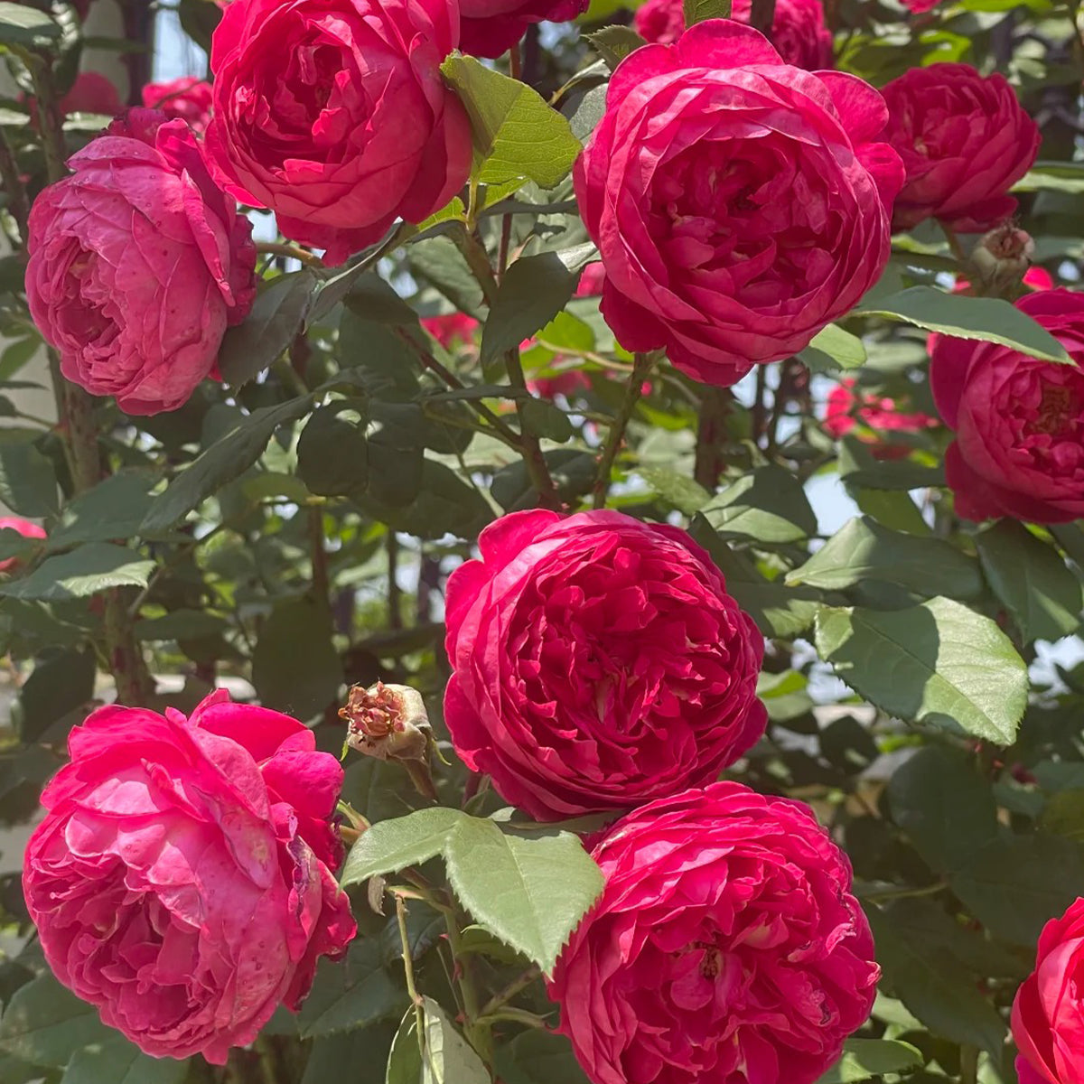 AUSencart English Florist Shrub Rose