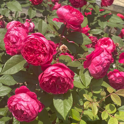 AUSencart English Florist Shrub Rose