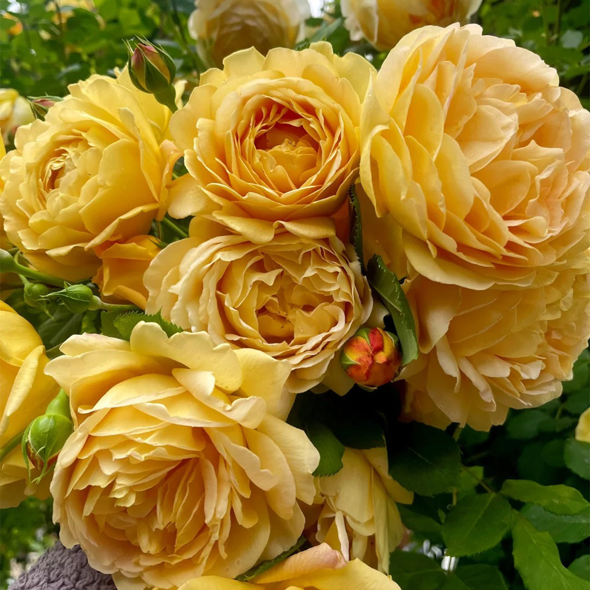 AUSgold English Garden Climbing Rose