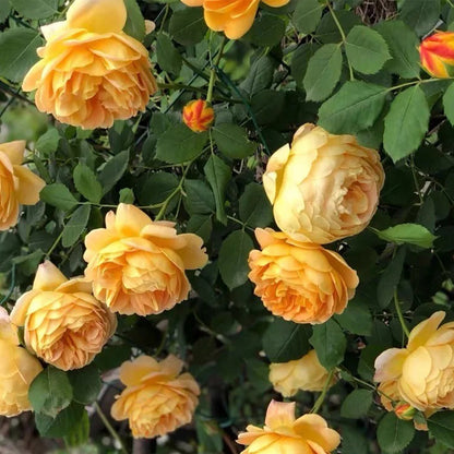 AUSgold English Garden Climbing Rose