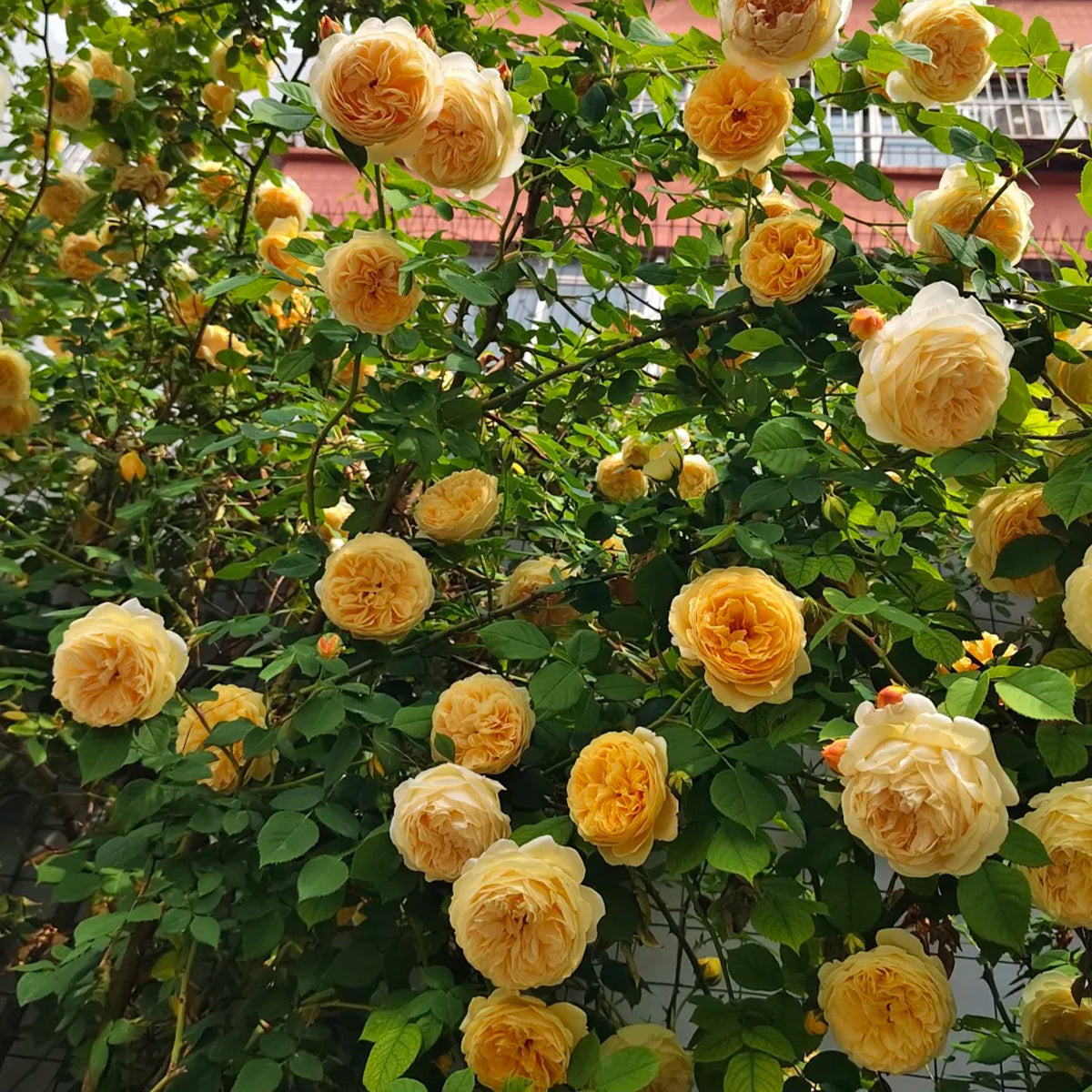 AUSgold English Garden Climbing Rose