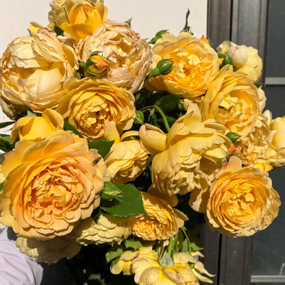 AUSgold English Garden Climbing Rose