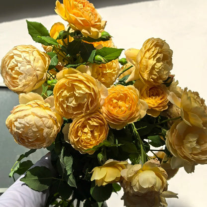 AUSgold English Garden Climbing Rose