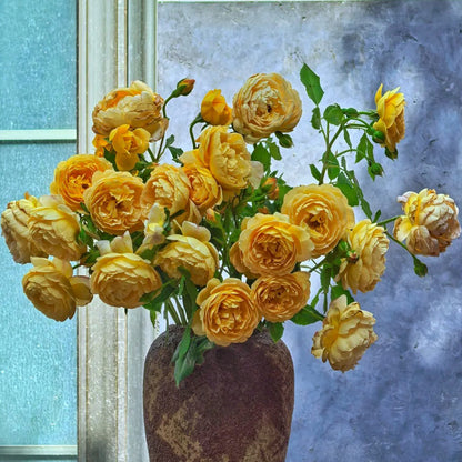 AUSgold English Garden Climbing Rose