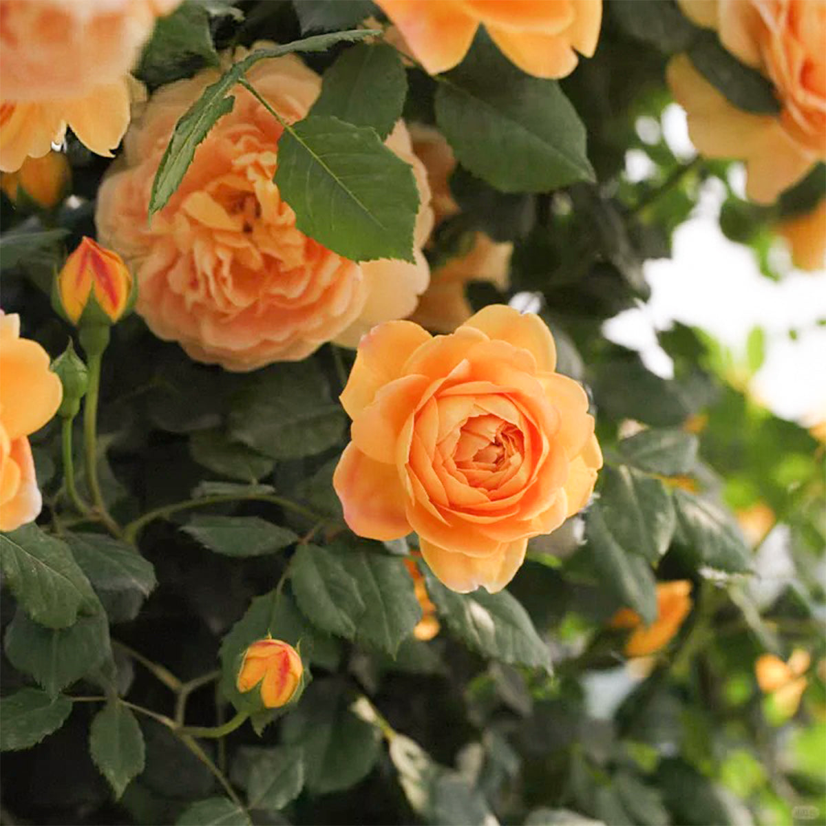 AUSgold English Garden Climbing Rose