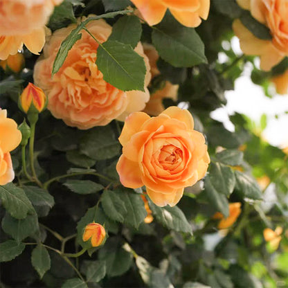 AUSgold English Garden Climbing Rose