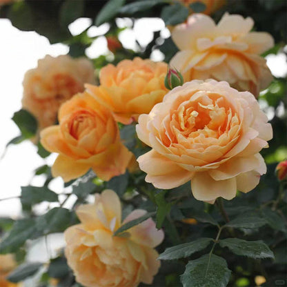 AUSgold English Garden Climbing Rose