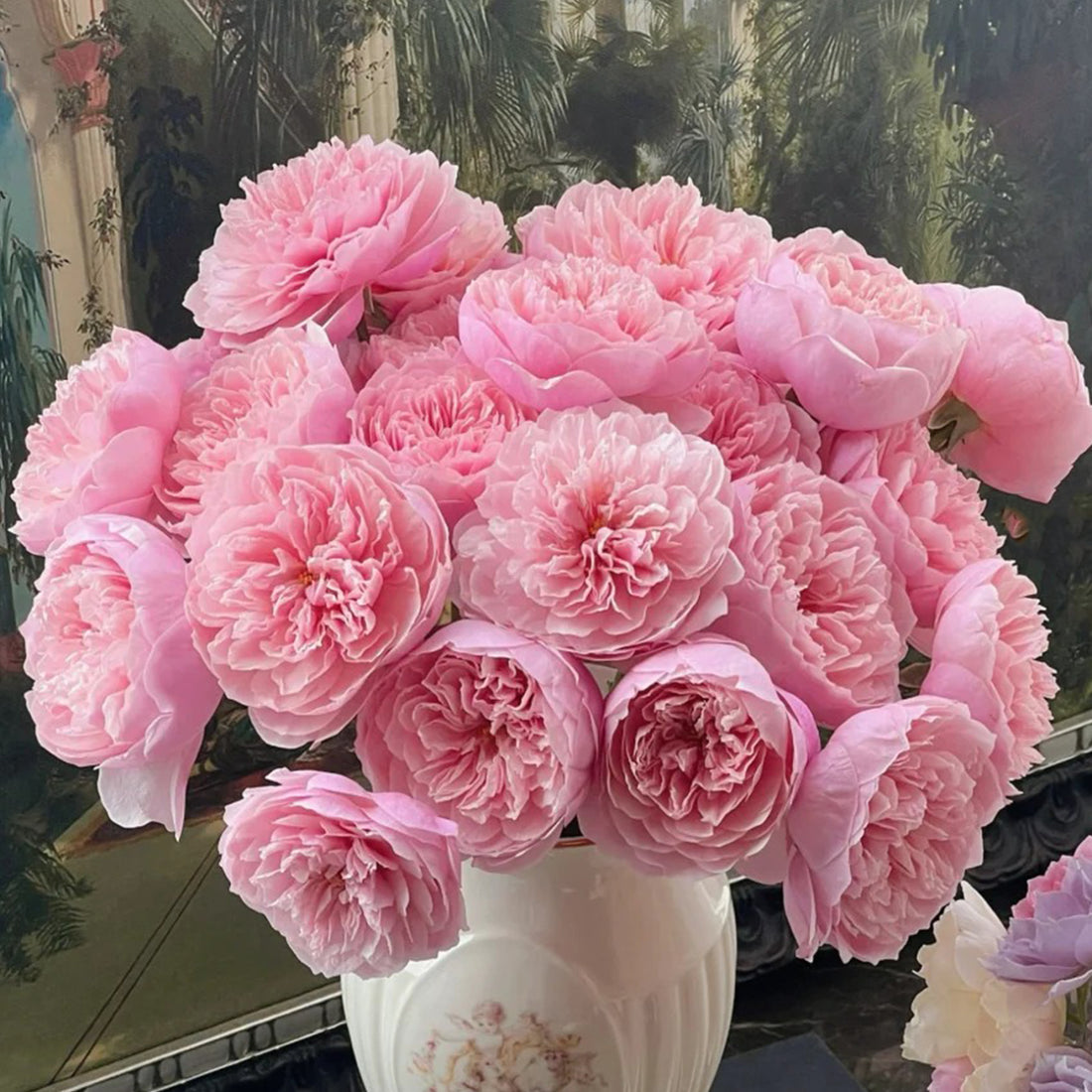 AUSgrab English Florist Shrub Rose
