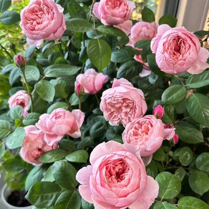 AUSgrab English Florist Shrub Rose