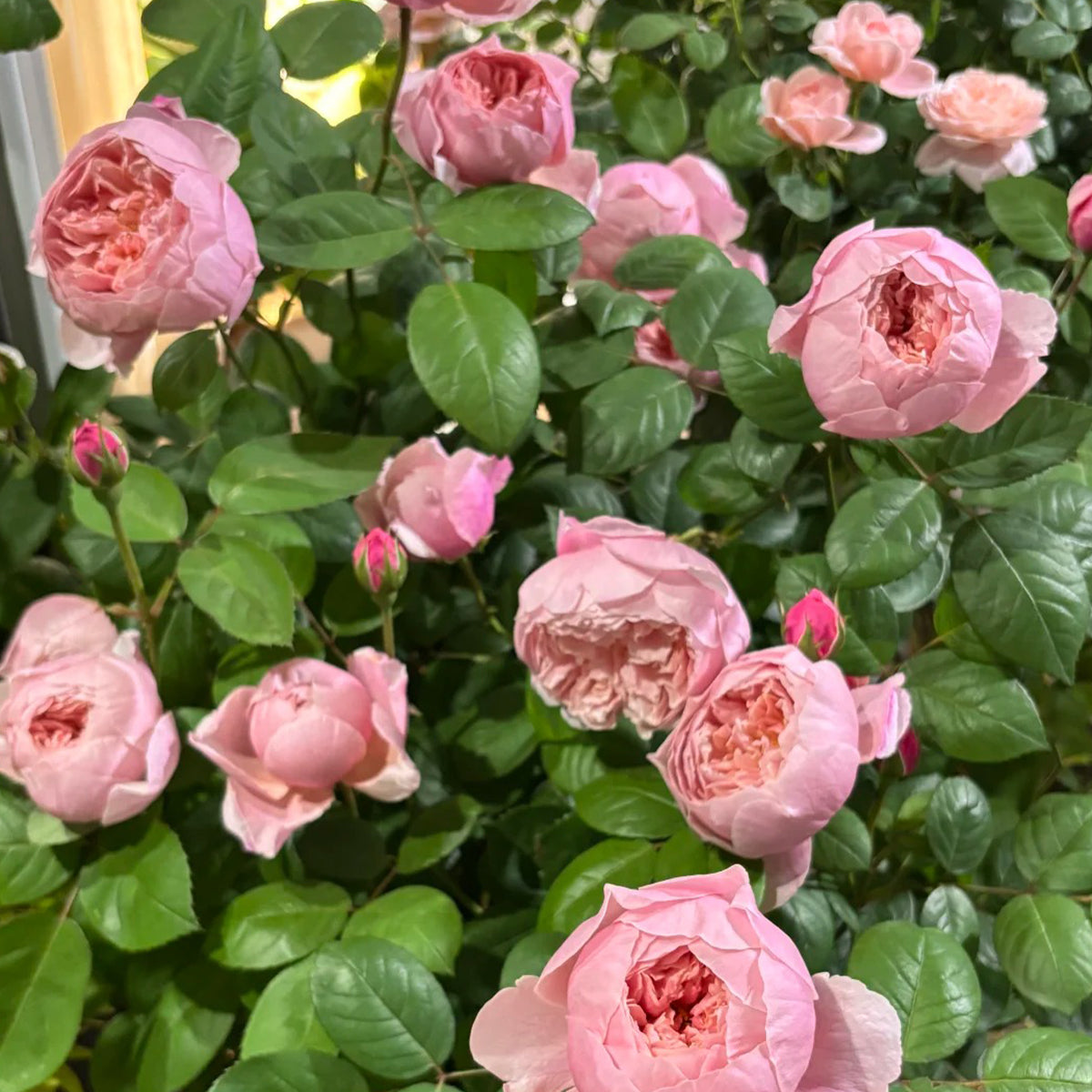 AUSgrab English Florist Shrub Rose