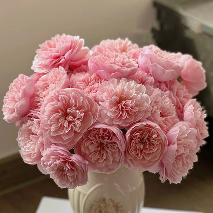 AUSgrab English Florist Shrub Rose