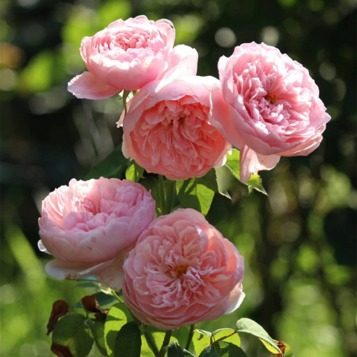 AUSgrab English Florist Shrub Rose