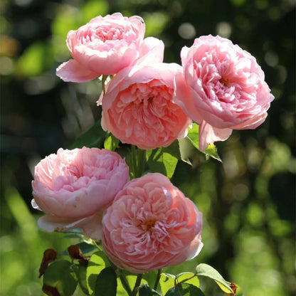 AUSgrab English Florist Shrub Rose