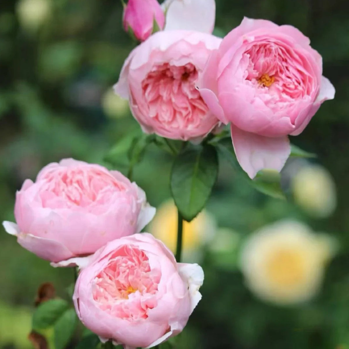 AUSgrab English Florist Shrub Rose