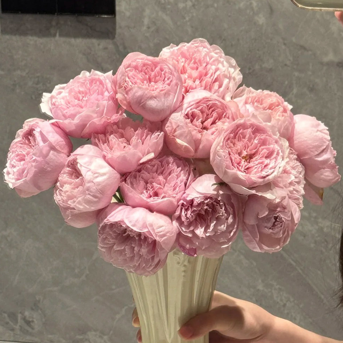 AUSgrab English Florist Shrub Rose