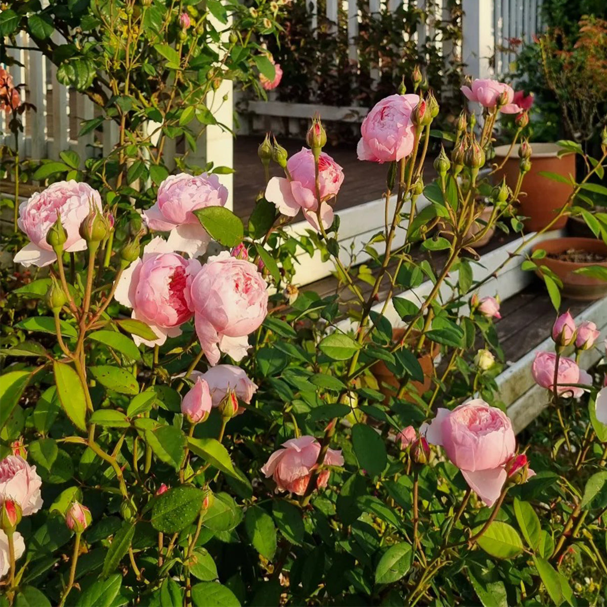 AUSgrab English Florist Shrub Rose