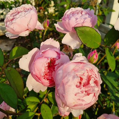 AUSgrab English Florist Shrub Rose