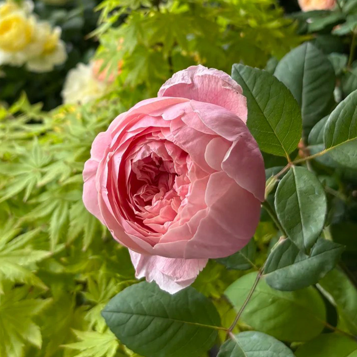 AUSgrab English Florist Shrub Rose