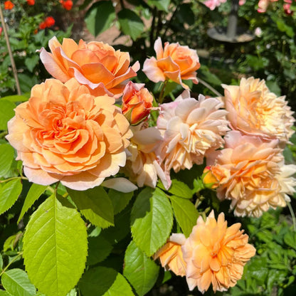 AUSkeppy English Florist Shrub Rose