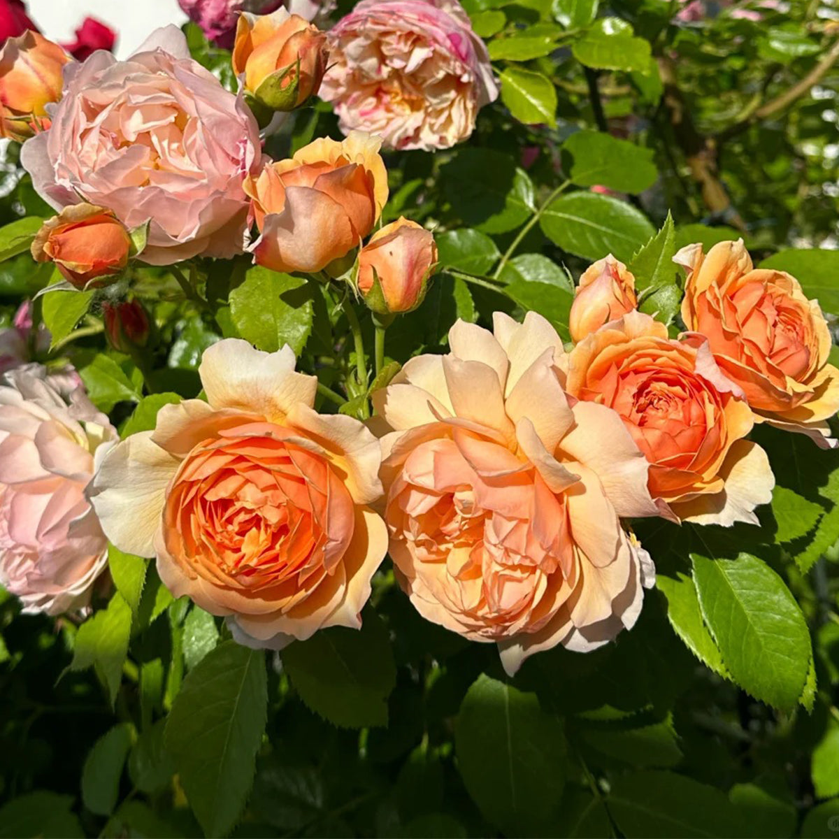 AUSkeppy English Florist Shrub Rose