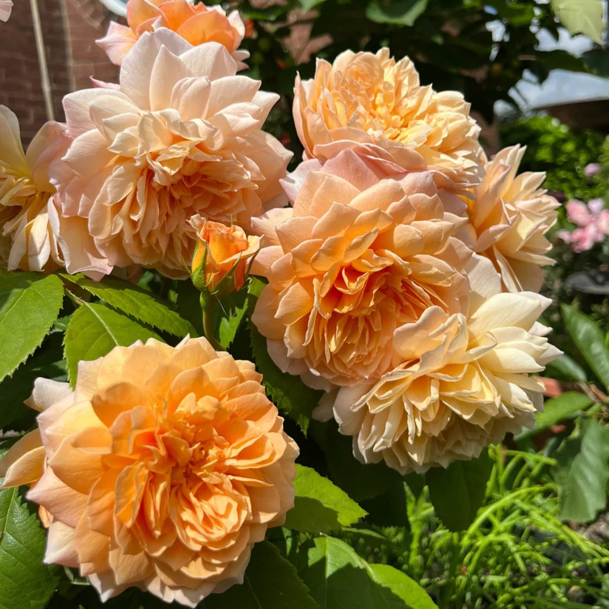 AUSkeppy English Florist Shrub Rose