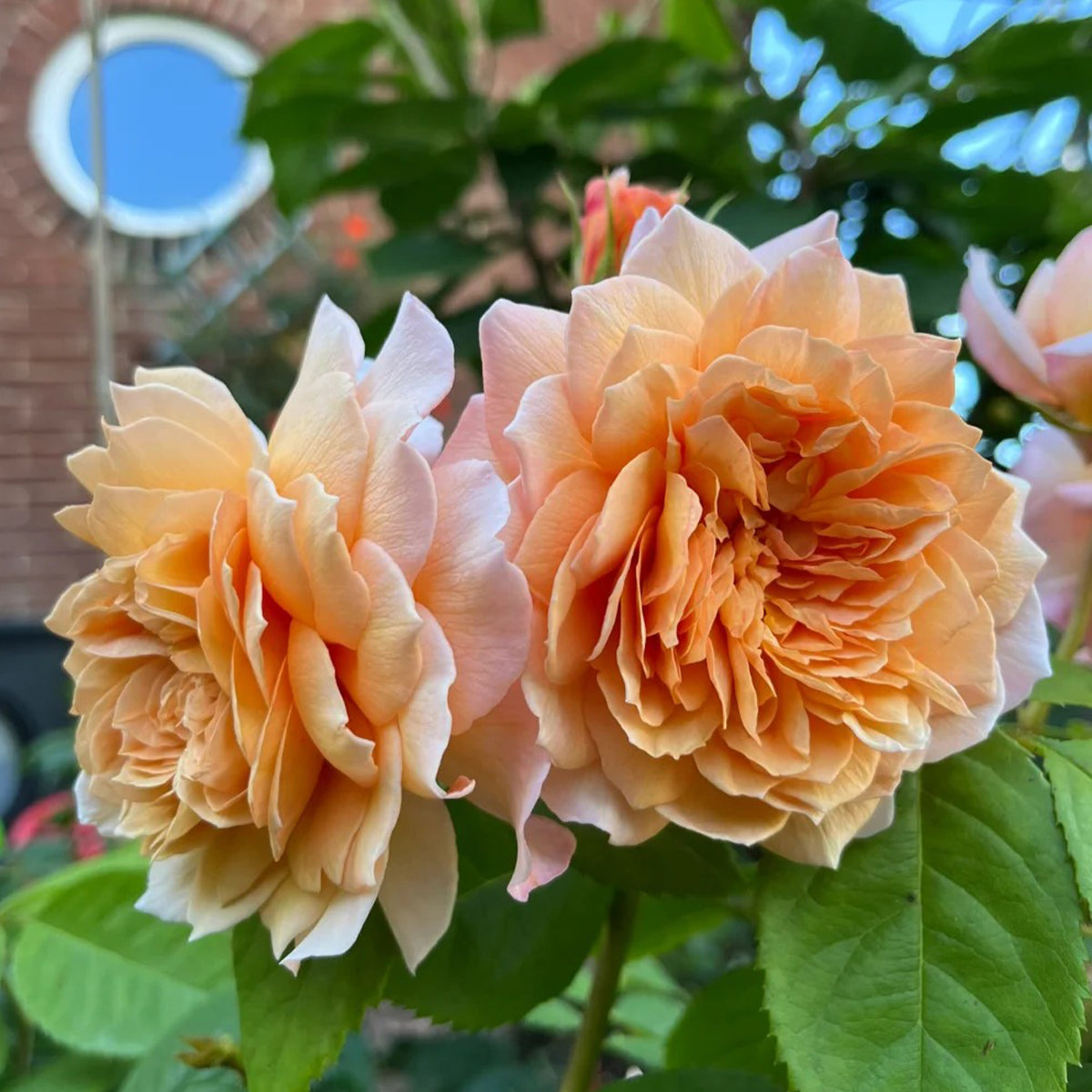 AUSkeppy English Florist Shrub Rose