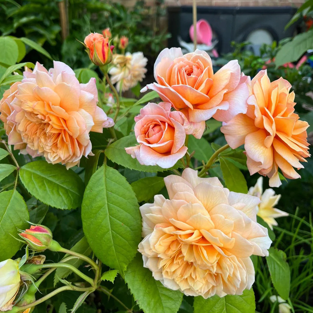 AUSkeppy English Florist Shrub Rose