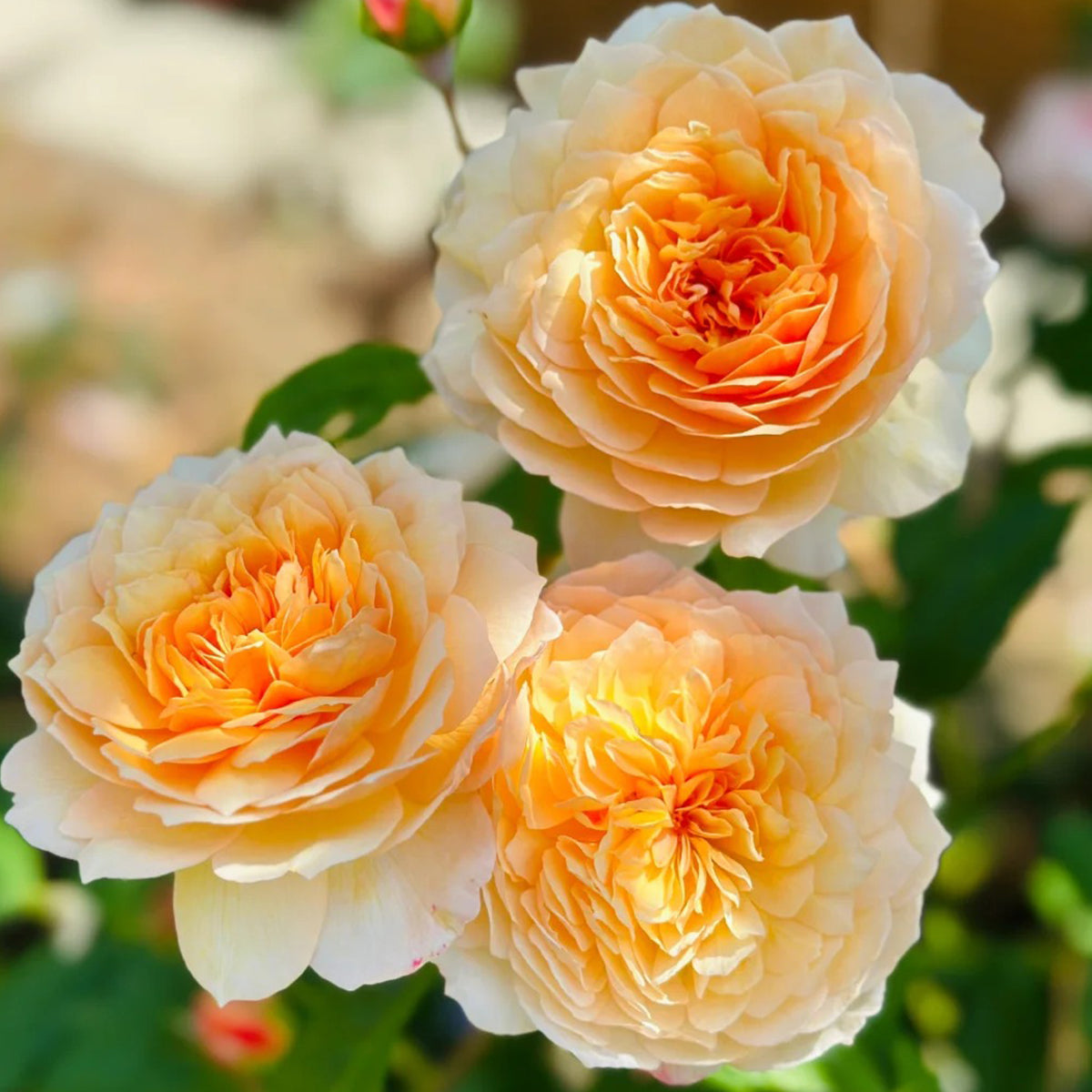 AUSkeppy English Florist Shrub Rose