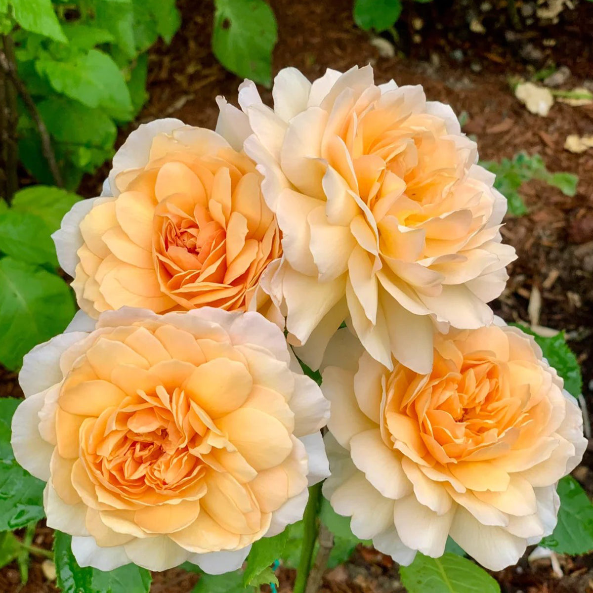 AUSkeppy English Florist Shrub Rose