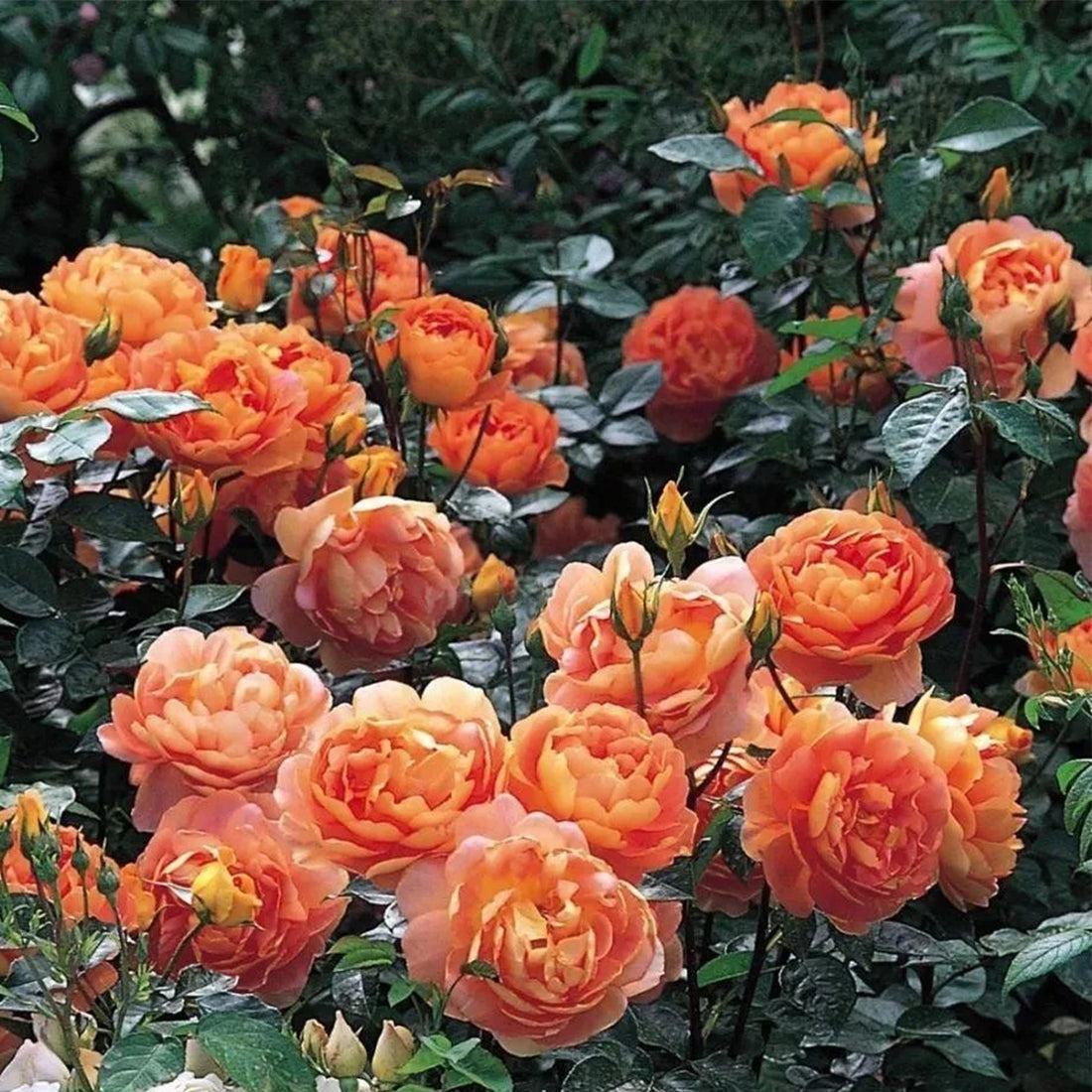 AUSmum English Florist Shrub Rose