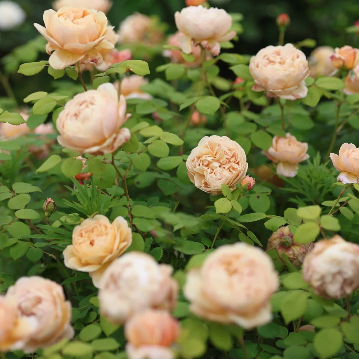 AUSpeet English Florist Shrub Rose