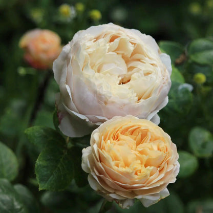 AUSpeet English Florist Shrub Rose