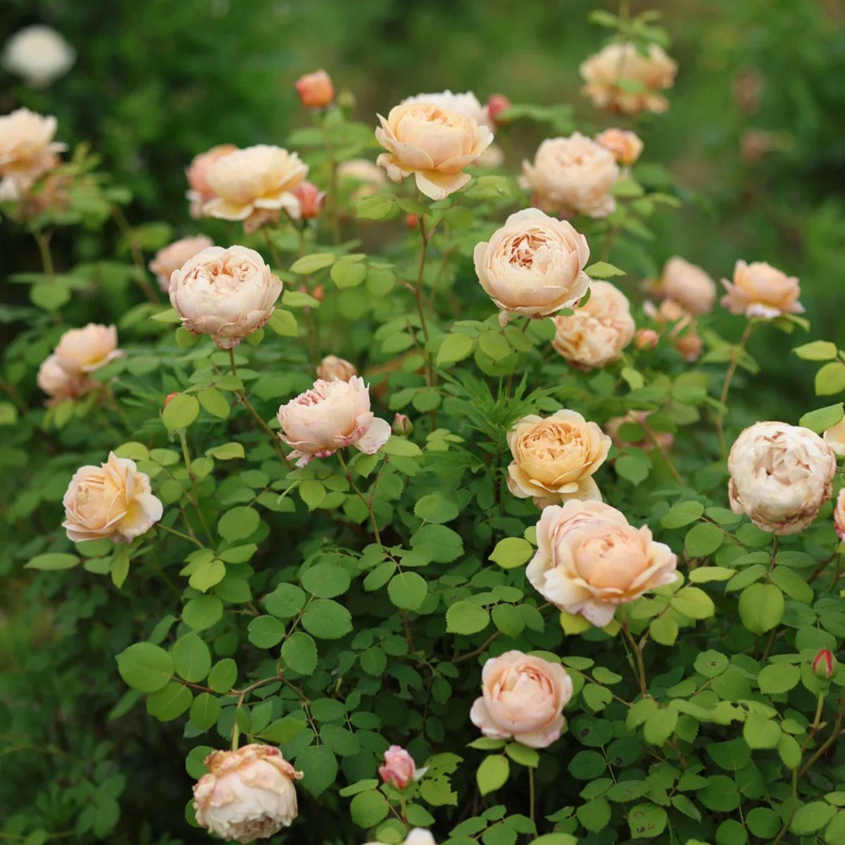 AUSpeet English Florist Shrub Rose