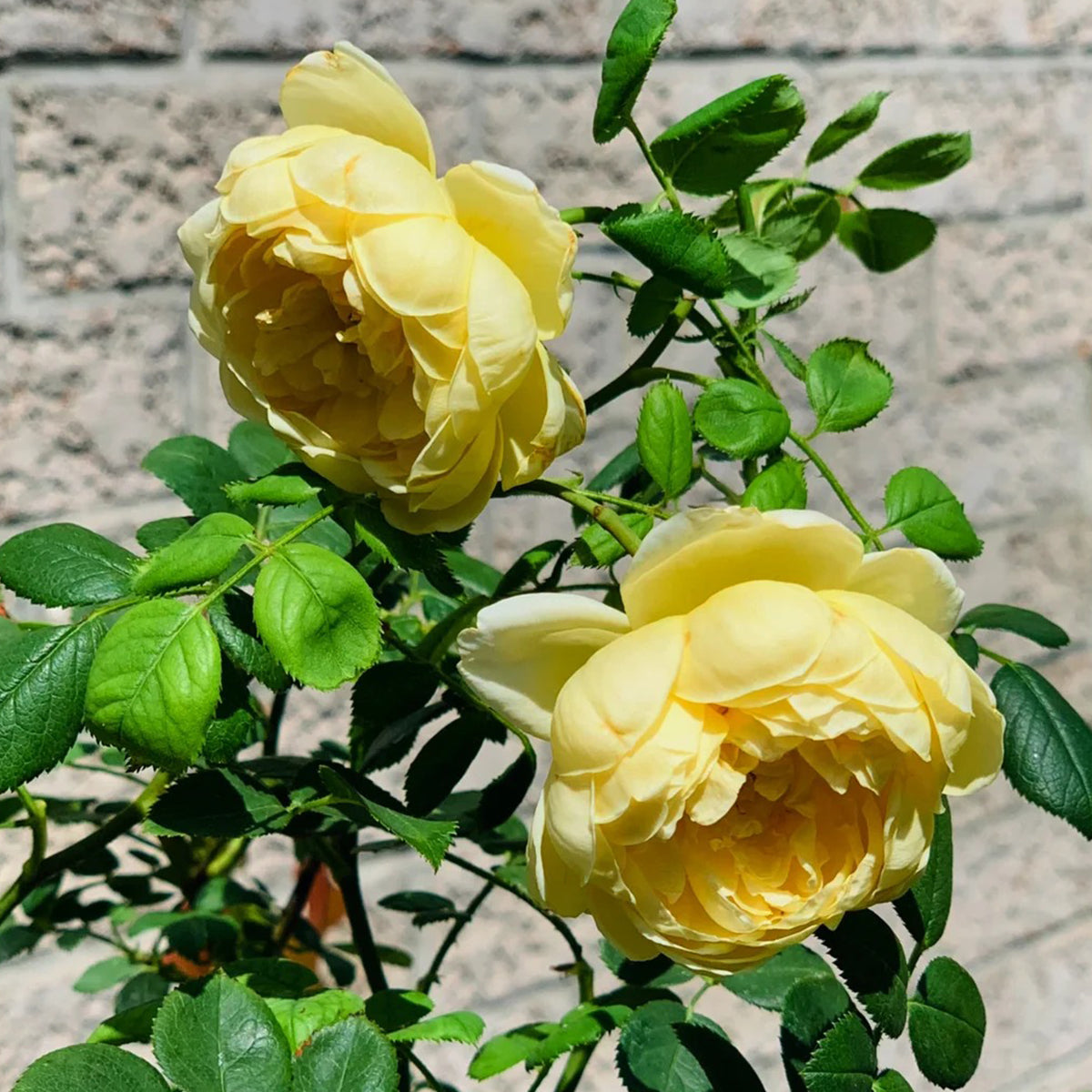 AUSpeet English Florist Shrub Rose