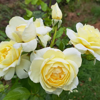 AUSpeet English Florist Shrub Rose