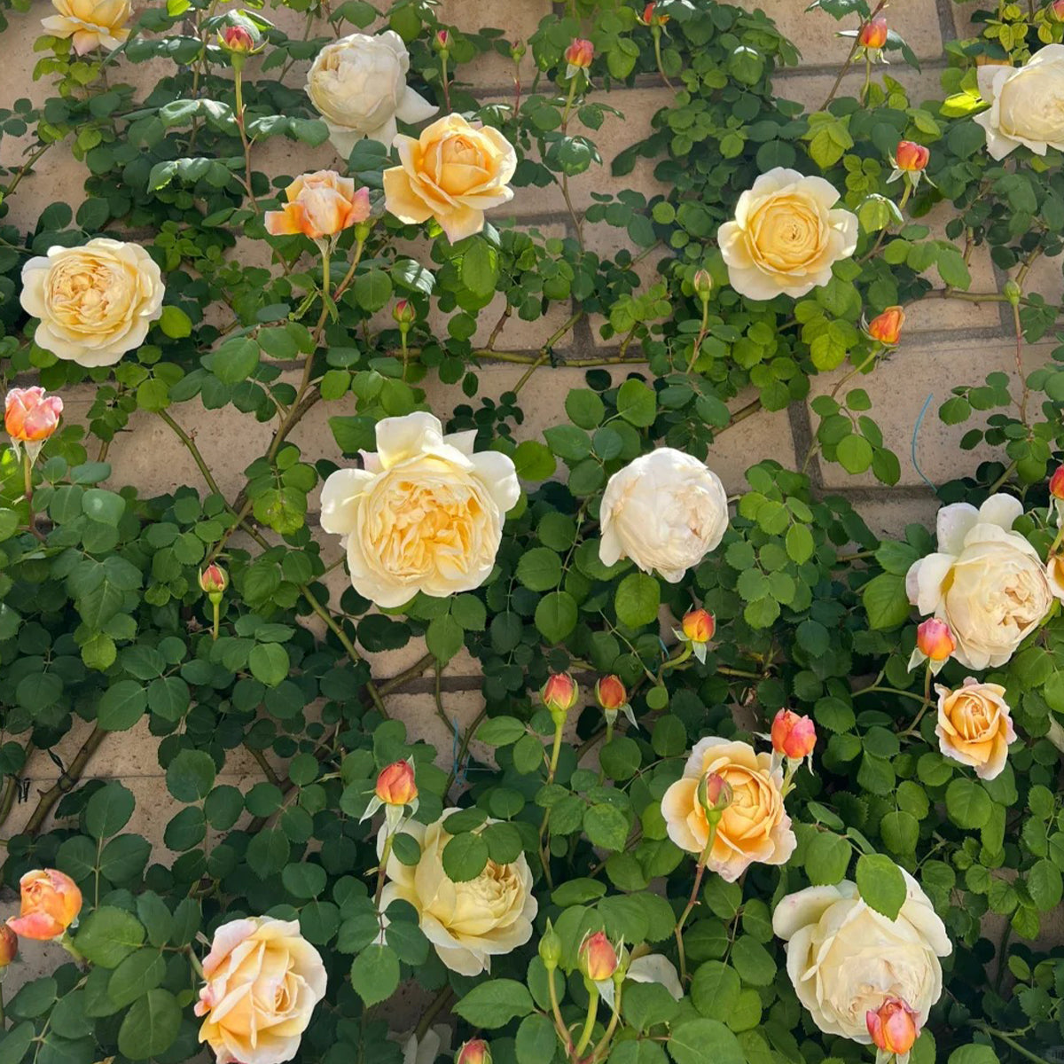 AUSpeet English Florist Shrub Rose