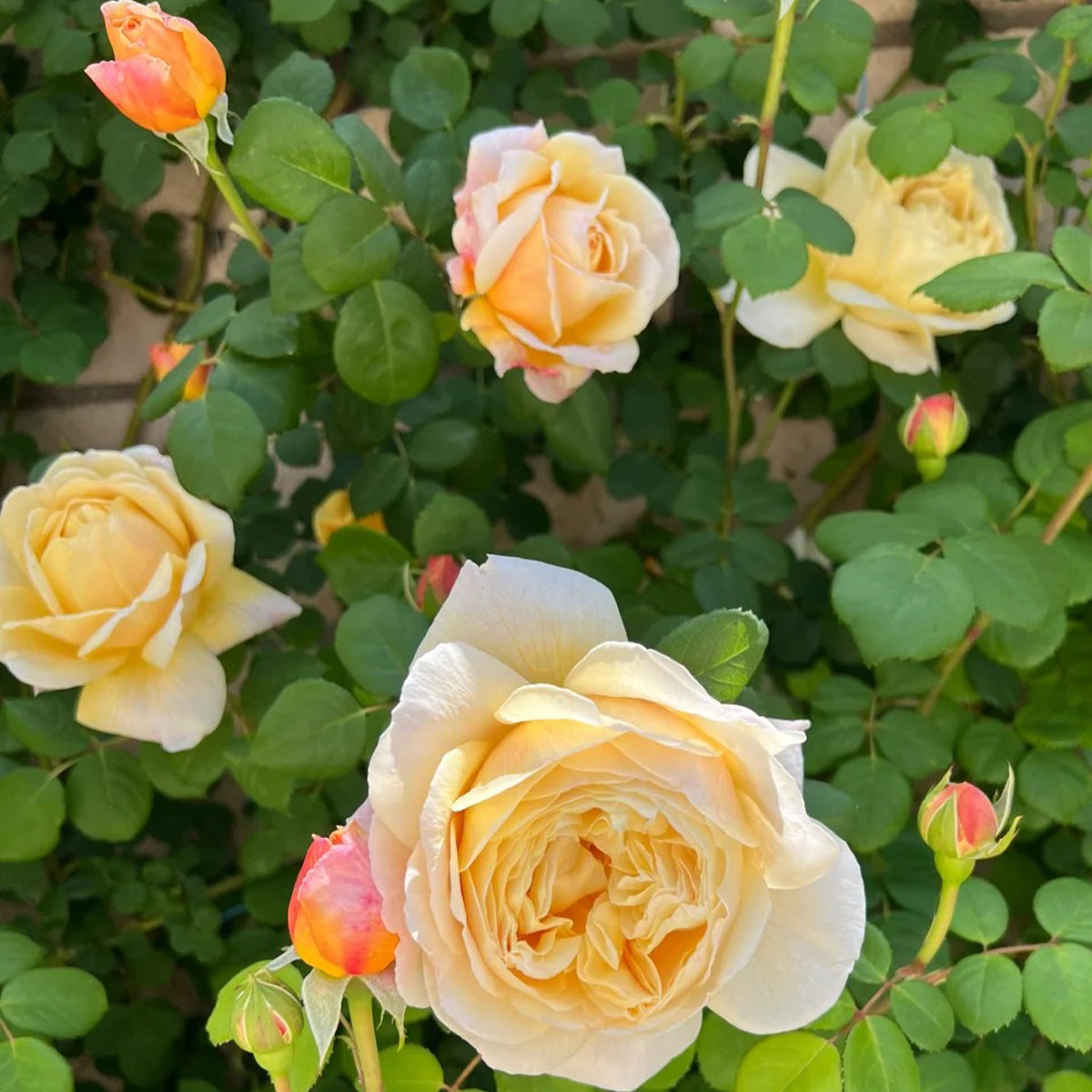 AUSpeet English Florist Shrub Rose
